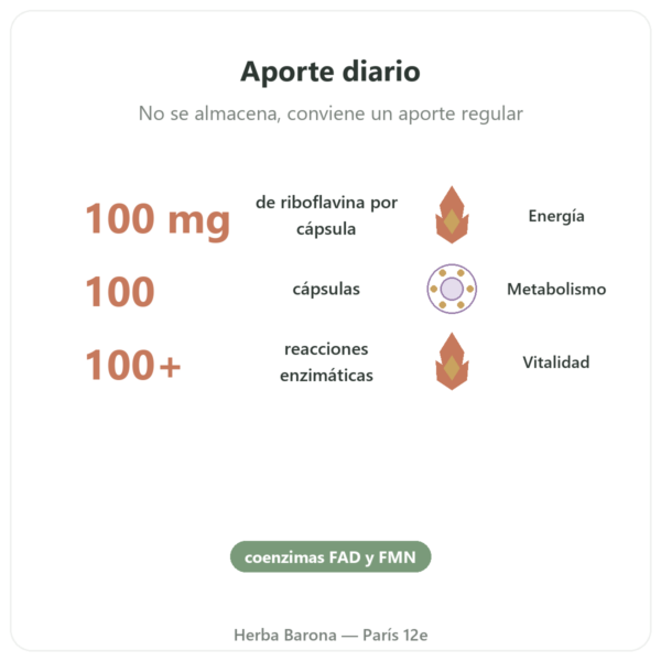 Vitamina B2 Riboflavina – Now Foods – 100 mg – 100 Cápsulas beneficios y datos clave Paris Herba Barona
