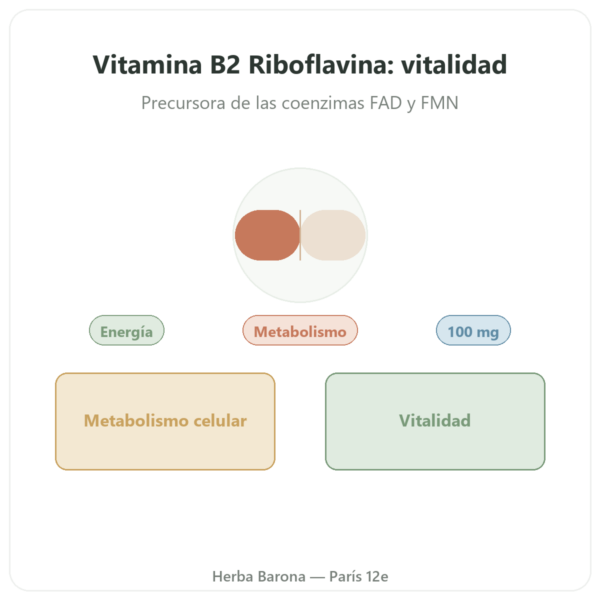 Vitamina B2 Riboflavina – Now Foods – 100 mg – 100 Cápsulas presentación Paris Herba Barona