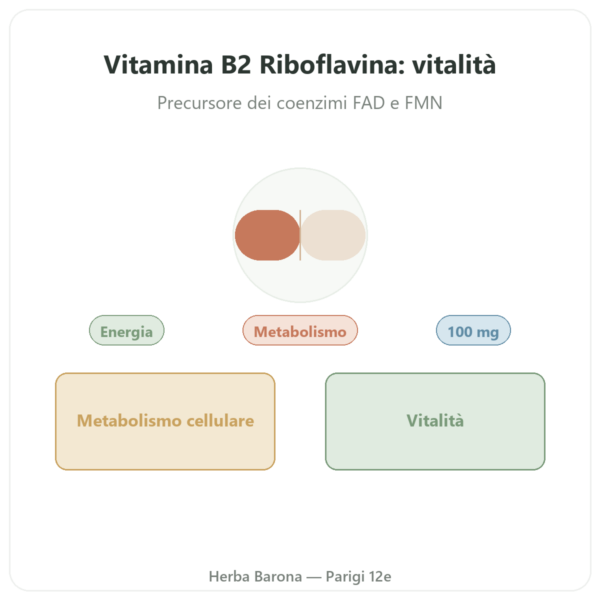 Vitamina B2 Riboflavina Now Foods 100mg 100 capsule presentazione Paris Herba Barona