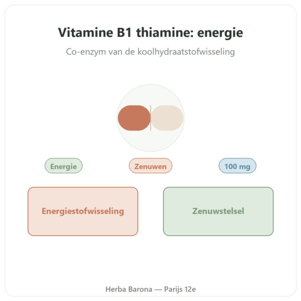Vitamine B1 Thiamine – Now Foods – 100mg – 100 Tabletten presentatie Paris Herba Barona