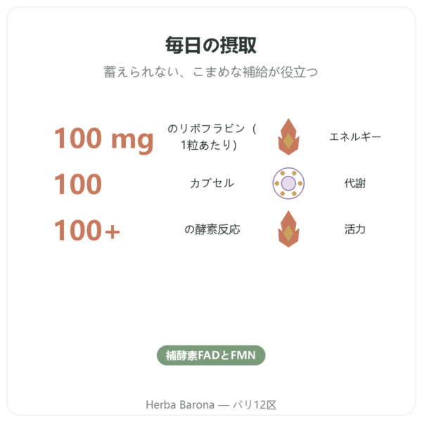 ビタミンB2 リボフラビン Now Foods 100mg 100カプセル benefits and key facts Paris Herba Barona