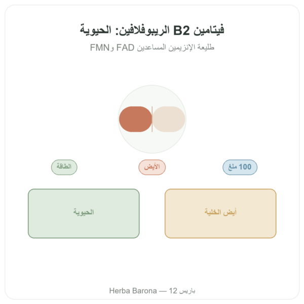 فيتامين B2 ريبوفلافين – Now Foods – 100 مغ 100 كبسولة عرض المنتج Paris Herba Barona