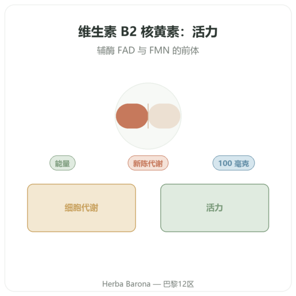 维生素B2 核黄素 Now Foods 100mg 100粒胶囊 产品展示 Paris Herba Barona