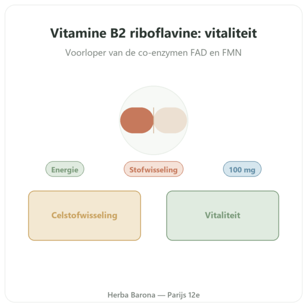 Vitamine B2 Riboflavine Now Foods 100 mg 100 capsules presentatie Paris Herba Barona