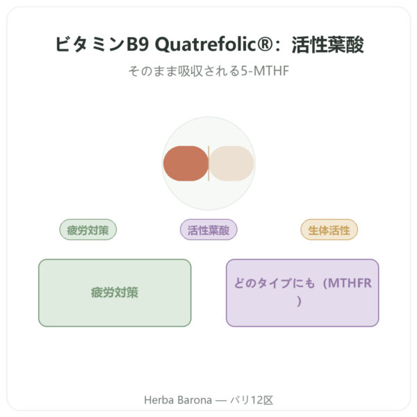 Dynveo ビタミンB9 Quatrefolic 200µg 60カプセル presentation Paris Herba Barona