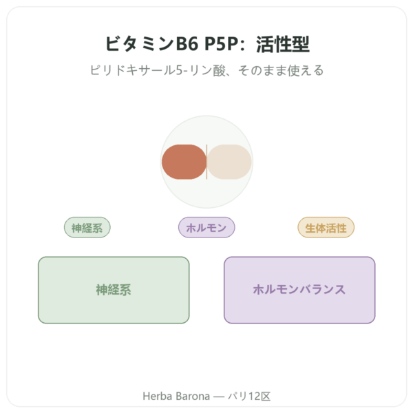 ビタミンB6 – ピリドキサール5-リン酸(P5P) -Dynveo- 60カプセル presentation Paris Herba Barona