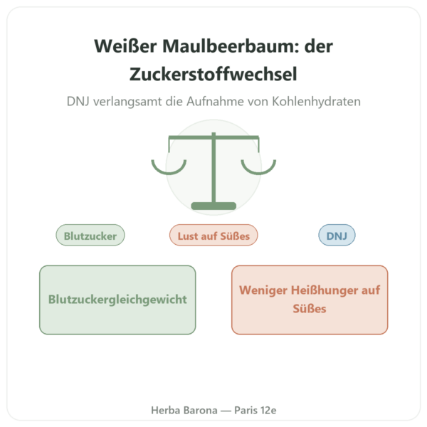 Weißer Maulbeerbaum-Extrakt DNJ 5 % – Dynveo – 60 Kapseln Vorstellung Paris Herba Barona