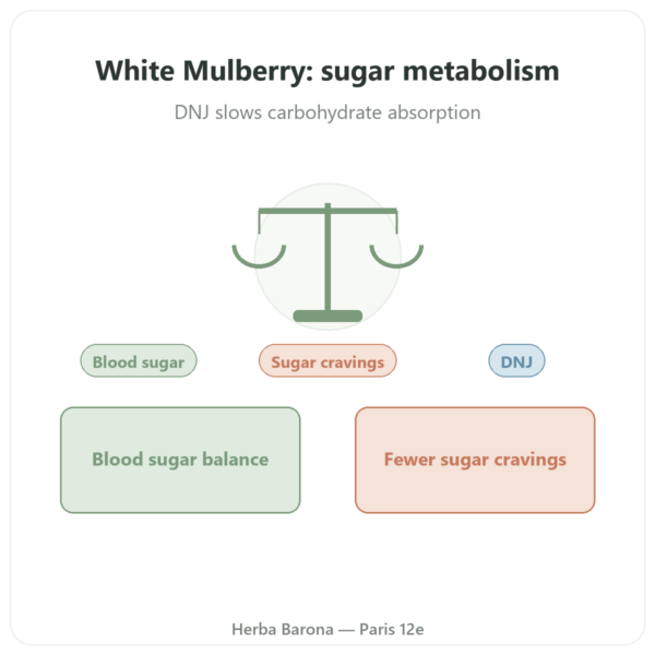 White Mulberry Extract 5% DNJ - Dynveo - 60 Capsules presentation Paris Herba Barona