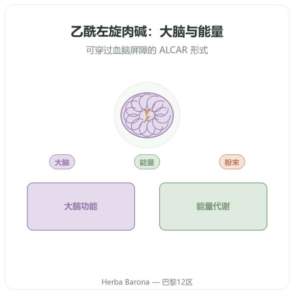 乙酰-L-肉碱 纯粉 – 85g – Now Foods 产品展示 Paris Herba Barona