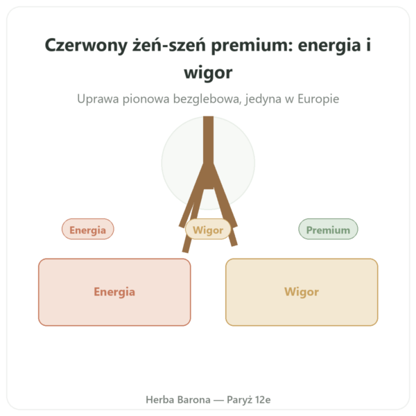 Żeń-szeń Czerwony Premium – Dynveo – 200mg – 60 Kaps. prezentacja Paris Herba Barona