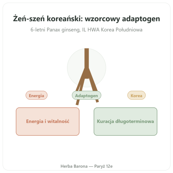 Żeń-szeń koreański 100 kapsułek 500mg IL HWA Korea - Adaptogen prezentacja Paris Herba Barona