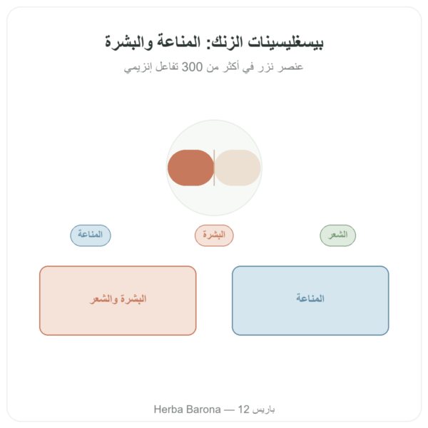 زنك بيسغليسينات Dynveo -10 Mg – 60 كبسولة عرض المنتج Paris Herba Barona