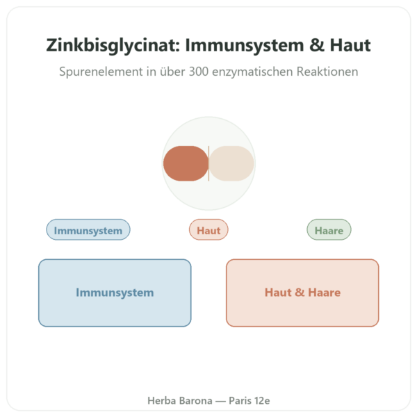 Zink-Bisglycinat TRAACS® – Dynveo – 10 mg – 60 Kapseln Vorstellung Paris Herba Barona