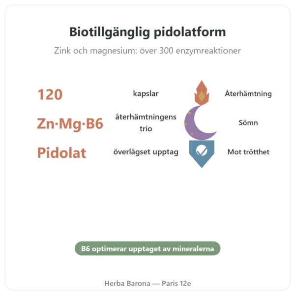 ZMB Pidolat – Nutrimuscle 120 kapslar fördelar och nyckelfakta Paris Herba Barona