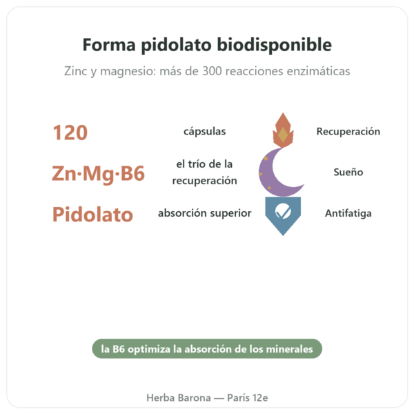 ZMB Pidolato – Nutrimuscle – 120 Cápsulas beneficios y datos clave Paris Herba Barona