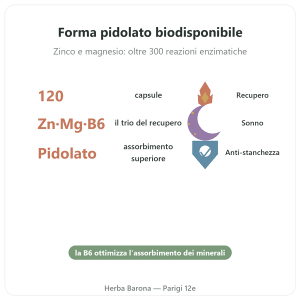 ZMB Pidolato – Nutrimuscle 120 capsule benefici e dati chiave Paris Herba Barona