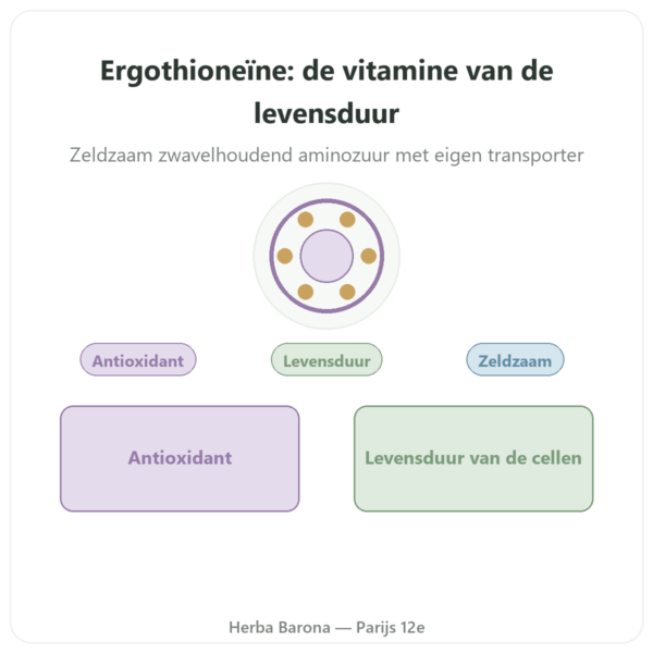 Zuivere Ergothioneïne ErgoActive – Dynveo – 60 capsules presentatie Paris Herba Barona