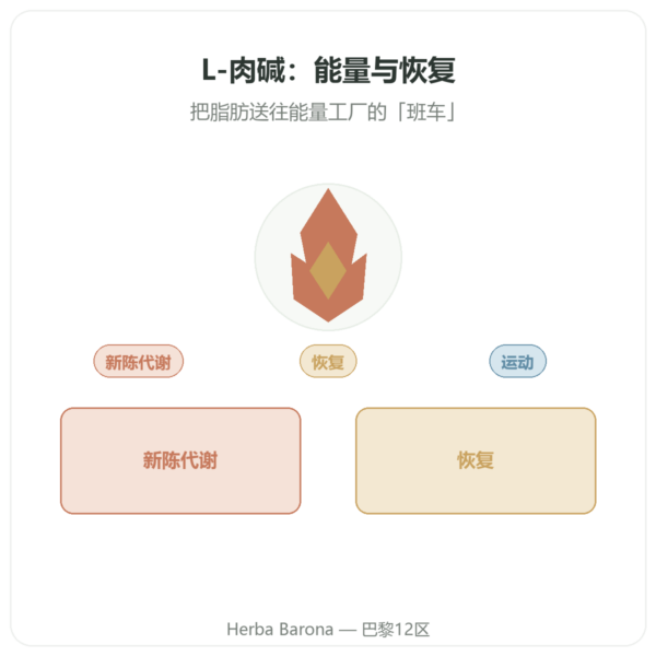 左旋肉碱 Dynveo(酒石酸盐)Carnipure® – 500mg / 300 粒胶囊 产品展示 Paris Herba Barona