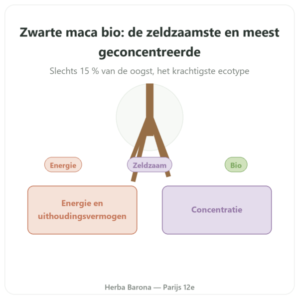 Zwarte Maca Bio poeder Pederoso – Saldac – 250 g presentatie Paris Herba Barona