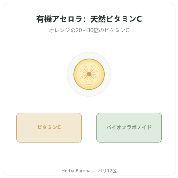 オーガニックアセロラ – Novoma – 30粒 presentation Paris Herba Barona