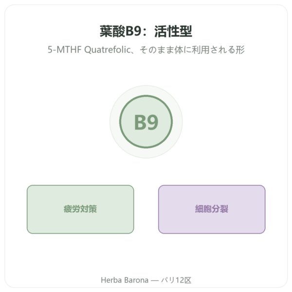 葉酸 ビタミンB9 – Novoma presentation Paris Herba Barona