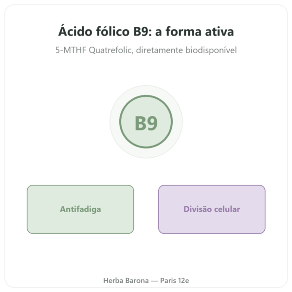 Ácido Fólico Vitamina B9 Novoma apresentação Paris Herba Barona