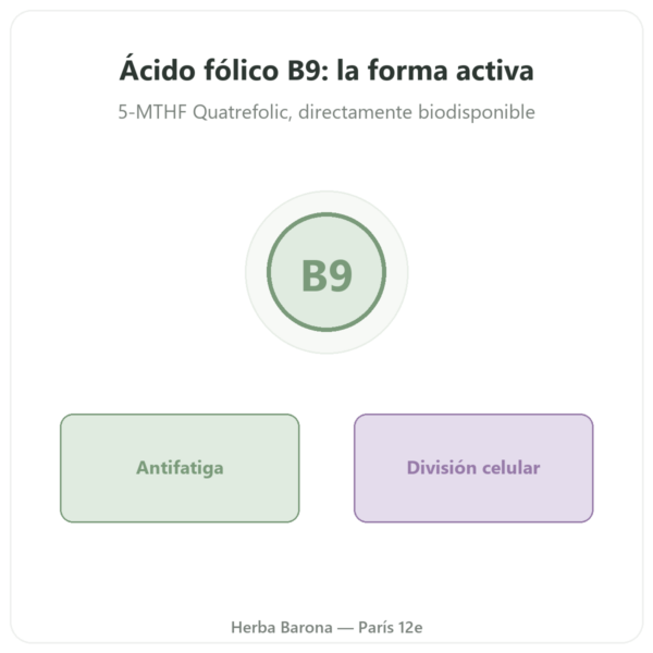 Ácido Fólico vitamina B9 – Novoma presentación Paris Herba Barona