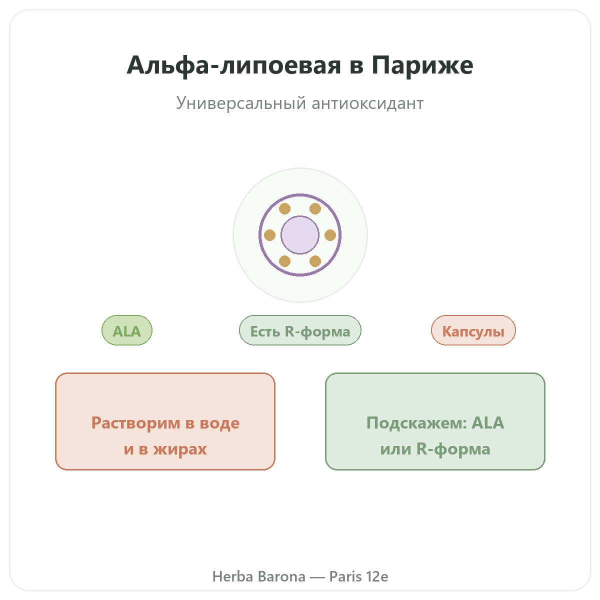 Альфа-липоевая кислота Париж — представление марки в Herba Barona Париж, 12-й округ