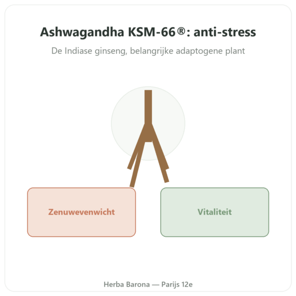Ashwagandha Bio KSM-66® – Novoma – 60 capsules presentatie Paris Herba Barona