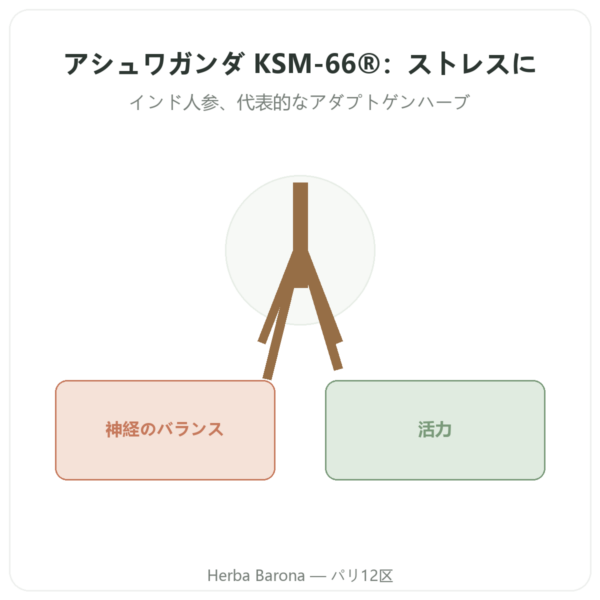 Ashwagandha オーガニック KSM-66® – Novoma – 60カプセル presentation Paris Herba Barona