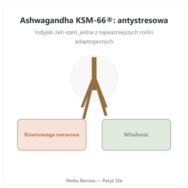 Ashwagandha bio KSM-66® – Novoma – 60 kapsułek prezentacja Paris Herba Barona
