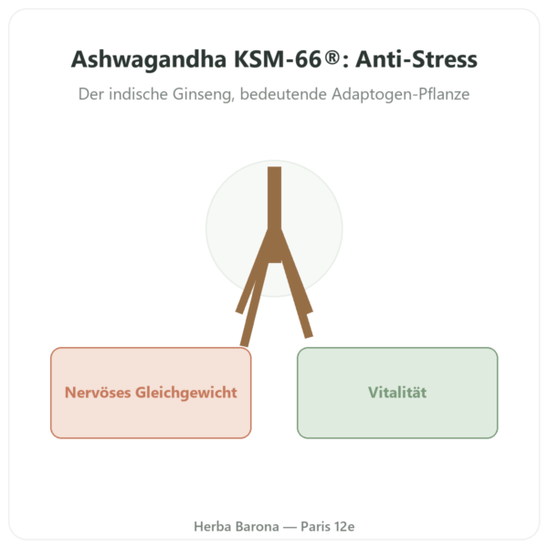 Ashwagandha Bio KSM-66® – Novoma – 60 Kapseln Vorstellung Paris Herba Barona