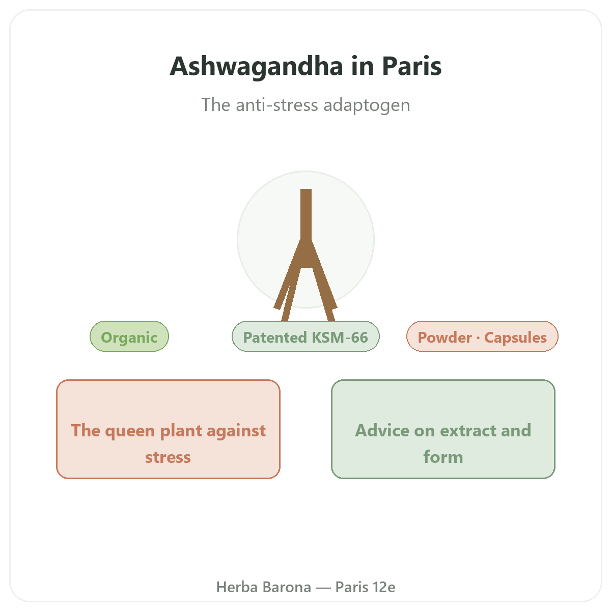 Ashwagandha KSM-66 in Paris - brand presentation at Herba Barona Paris 12th