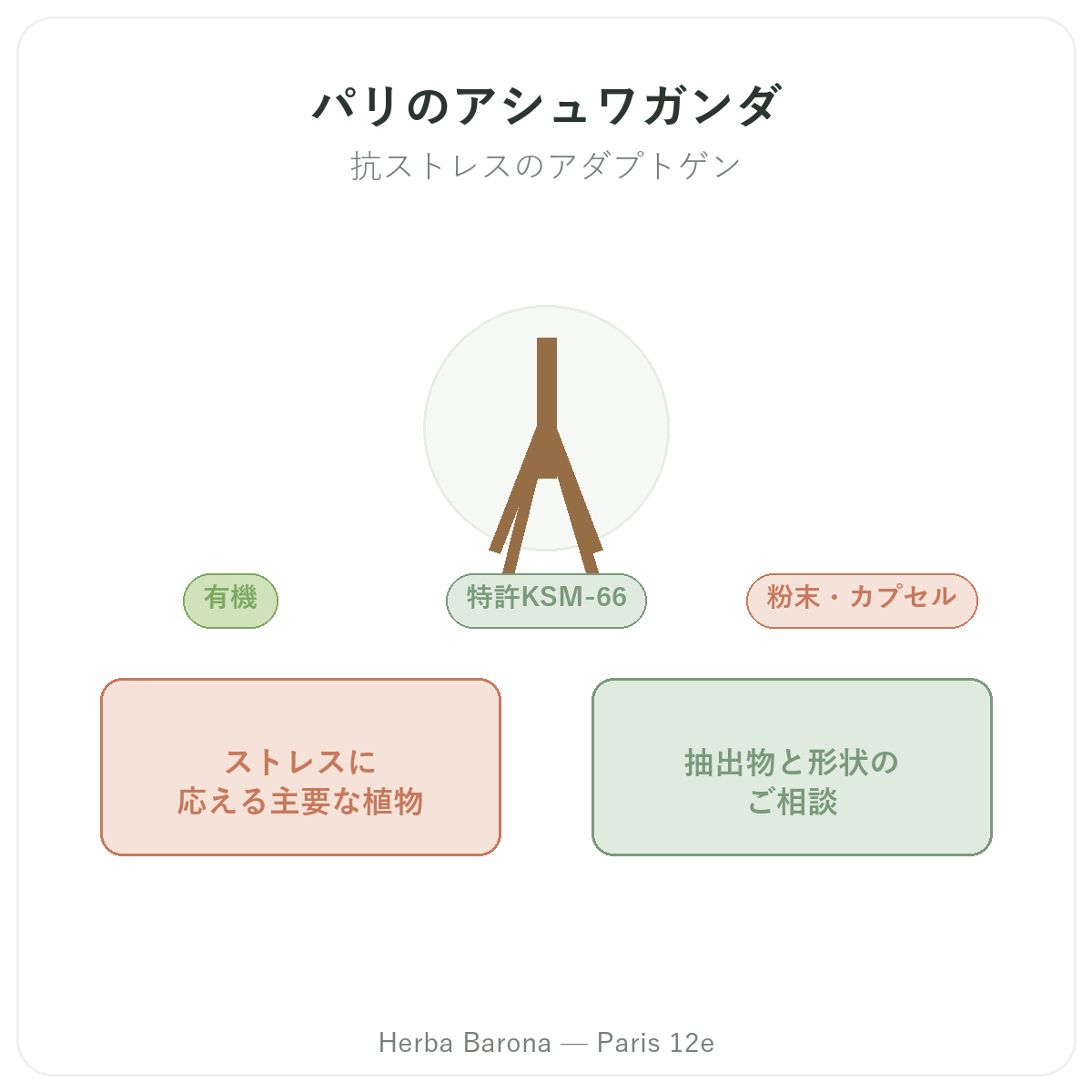 アシュワガンダ KSM-66 パリ - Herba Barona パリ12区でのブランド紹介