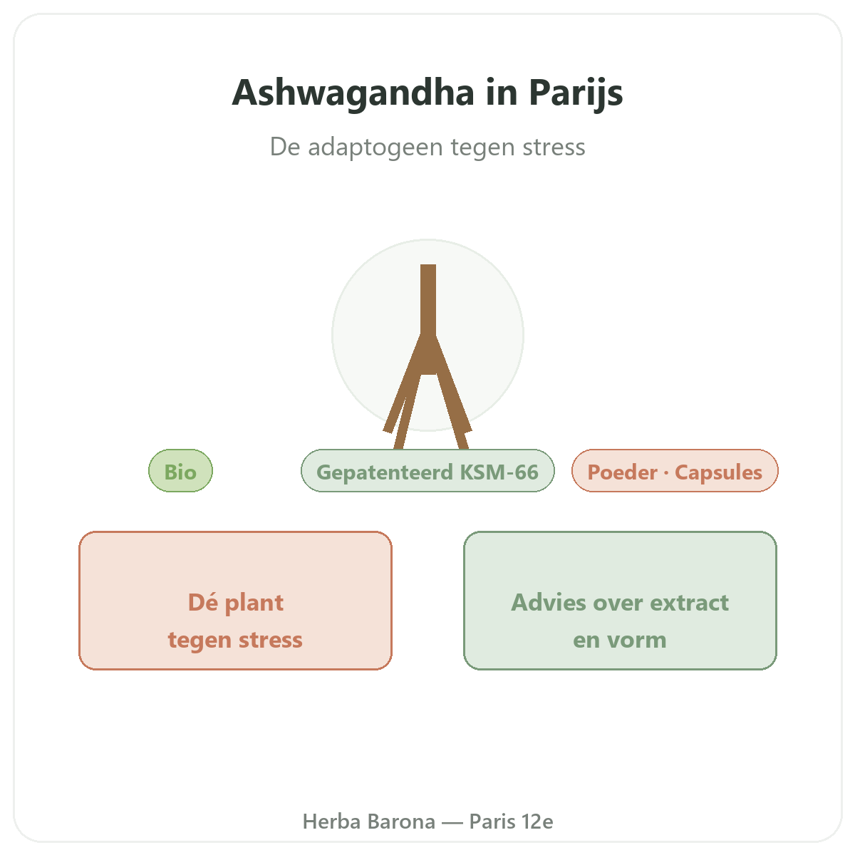 Ashwagandha KSM-66 Parijs - voorstelling van het merk bij Herba Barona Parijs
