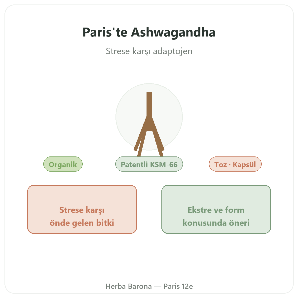 Ashwagandha KSM-66 Paris - markanın tanıtımı, Herba Barona Paris 12. bölge