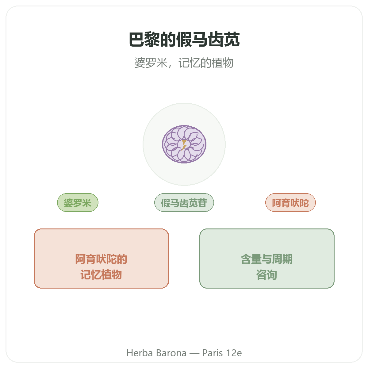 Bacopa Brahmi Paris Paris - presentation de la marque chez Herba Barona Paris 12e