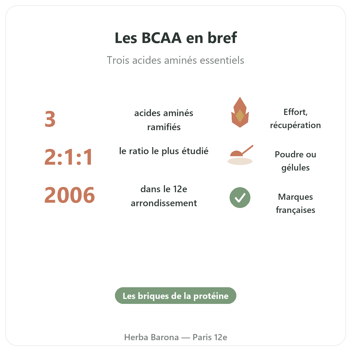 Les BCAA en bref - ratios et formes disponibles chez Herba Barona Paris