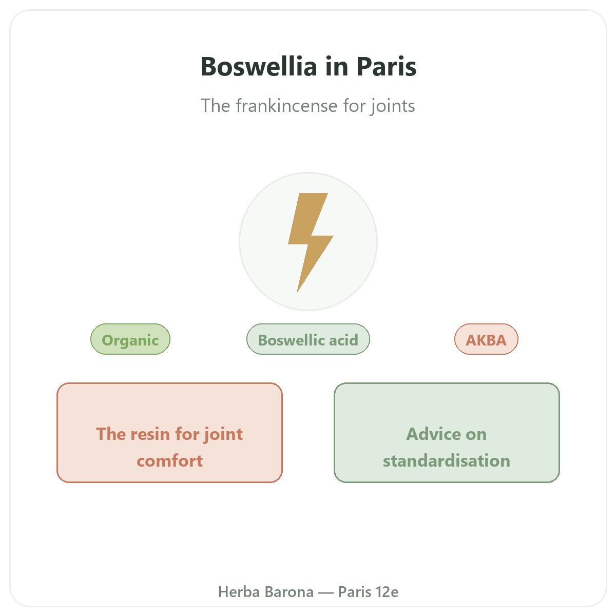 Boswellia in Paris - brand overview at Herba Barona Paris 12th
