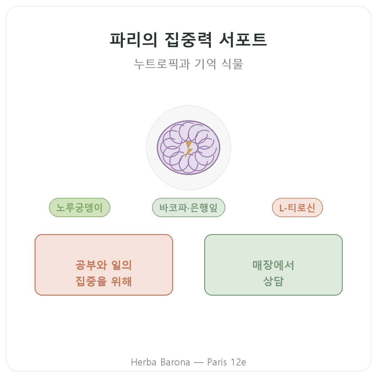 파리 집중력과 포커스 건강기능식품 - Herba Barona 파리 12구