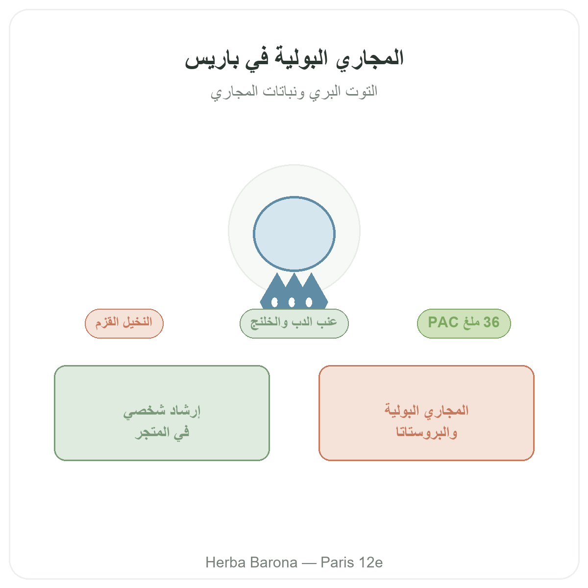 مكملات راحة المسالك البولية في باريس - لدى Herba Barona باريس الدائرة 12