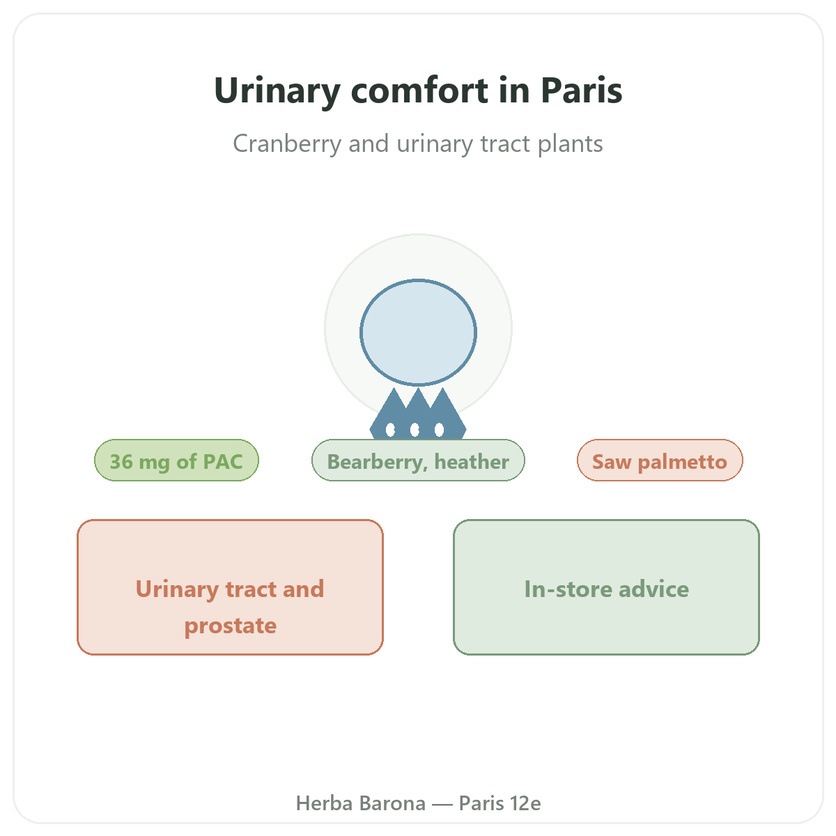 Urinary comfort supplements in Paris - at Herba Barona Paris 12th