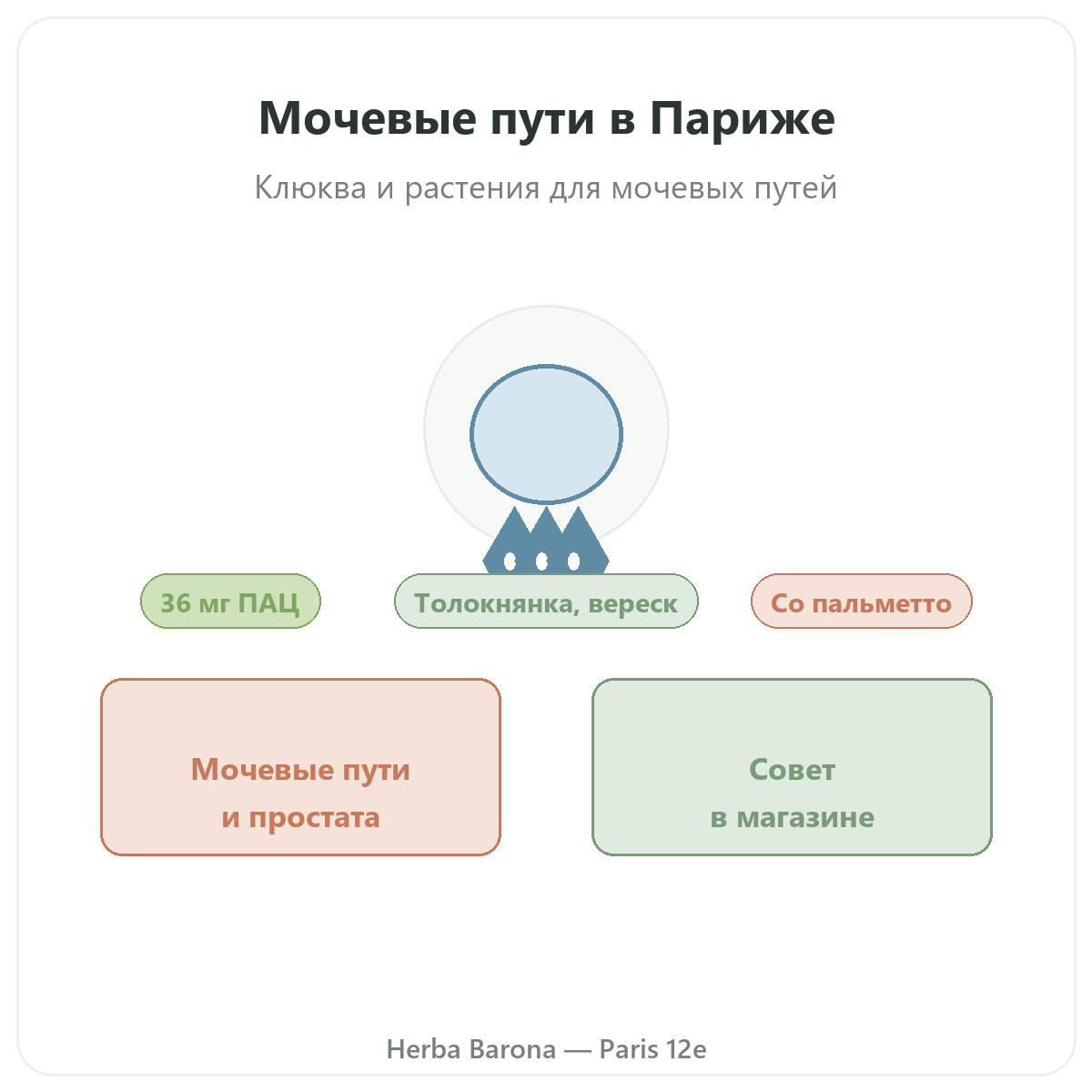 Добавки для мочевого комфорта в Париже – в Herba Barona Париж, 12-й округ