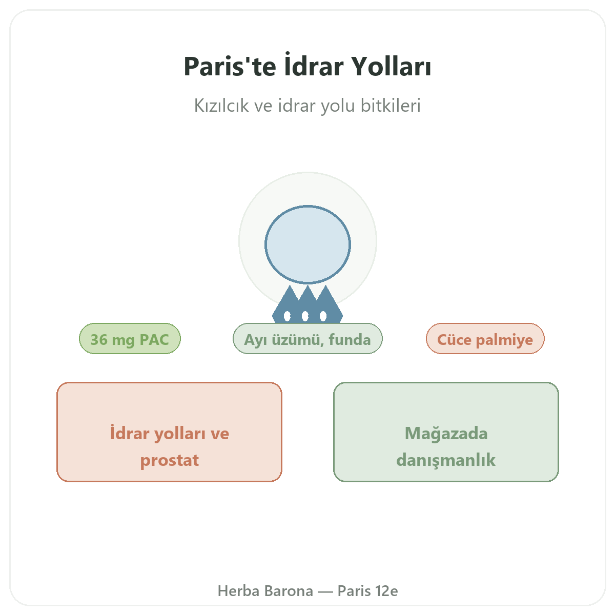 Paris’te idrar yolu konforu takviyeleri - Herba Barona Paris 12. bölge