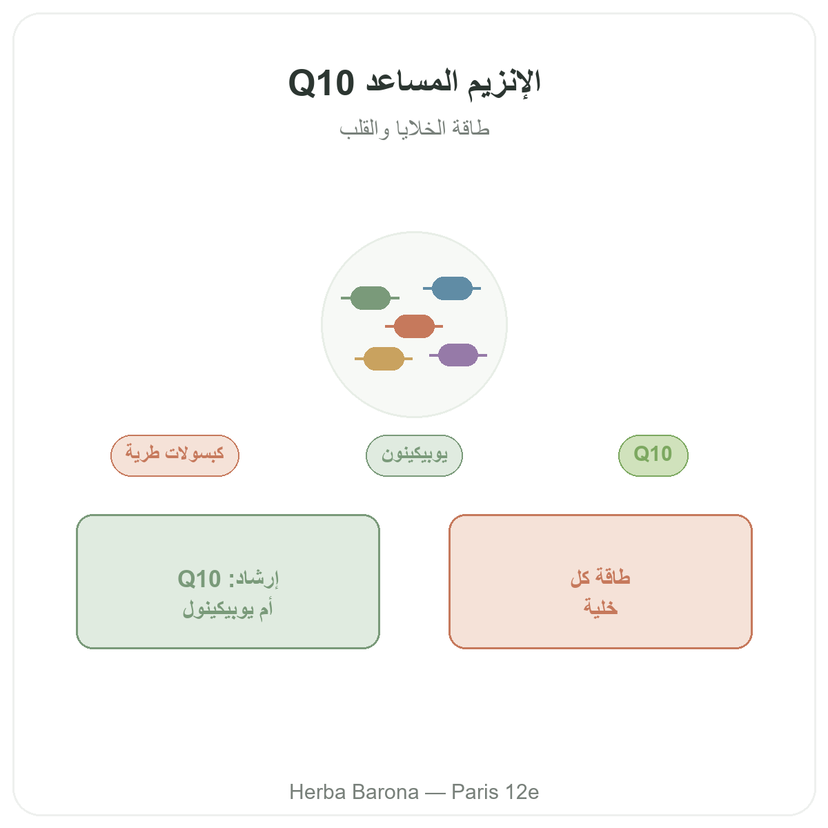الإنزيم المساعد Q10 في باريس - تقديم العلامة لدى Herba Barona باريس الدائرة 12