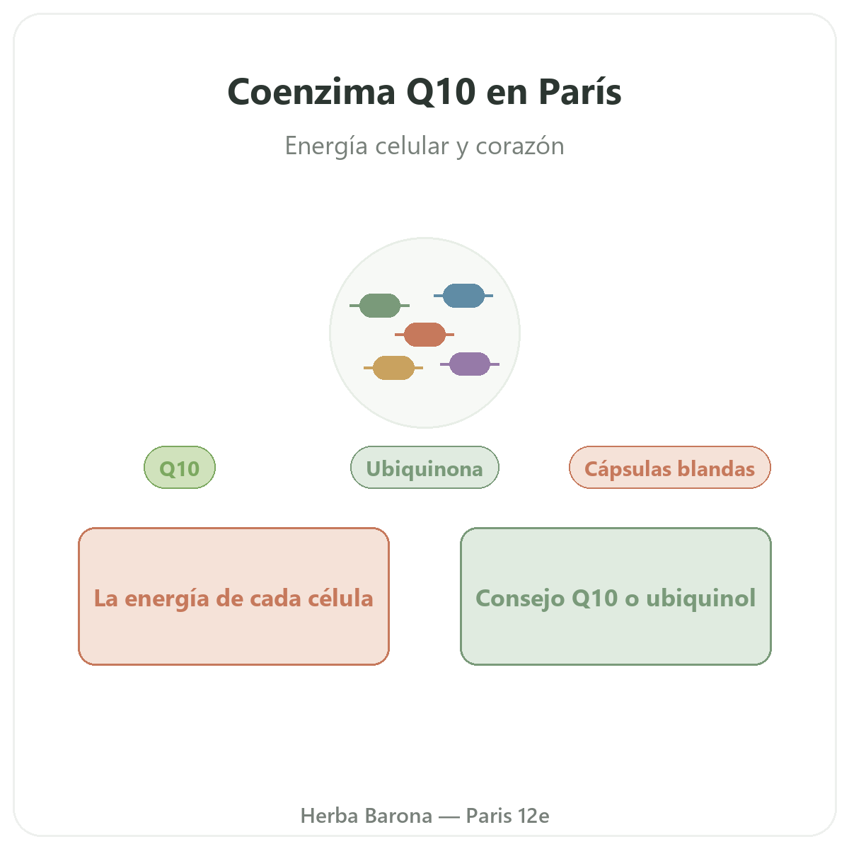 Coenzima Q10 París - presentación de la marca en Herba Barona París 12e