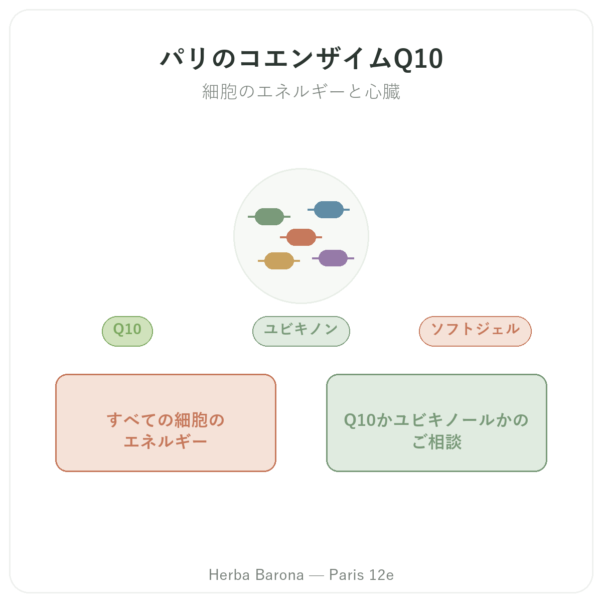 コエンザイムQ10 パリ - Herba Barona パリ12区 ブランド紹介