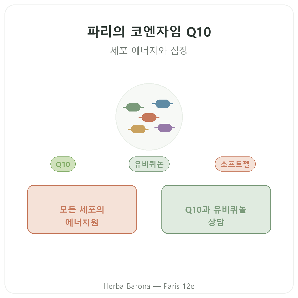 코엔자임 Q10 파리 - Herba Barona 파리 12구 브랜드 소개