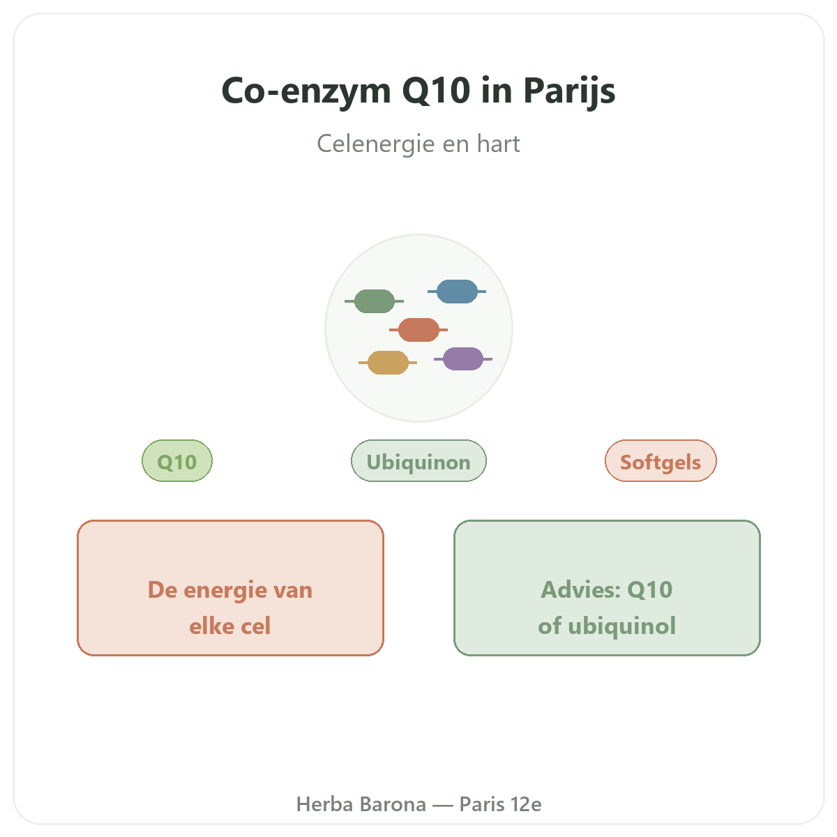Co-enzym Q10 Parijs - voorstelling van het merk bij Herba Barona Parijs 12e