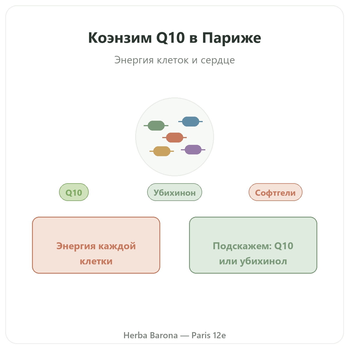 Коэнзим Q10 Париж — презентация марки в Herba Barona, Париж, 12-й округ